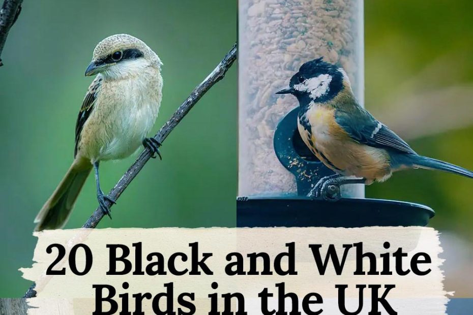 black and white birds in the uk