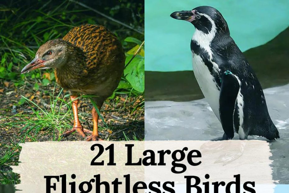 large flightless birds