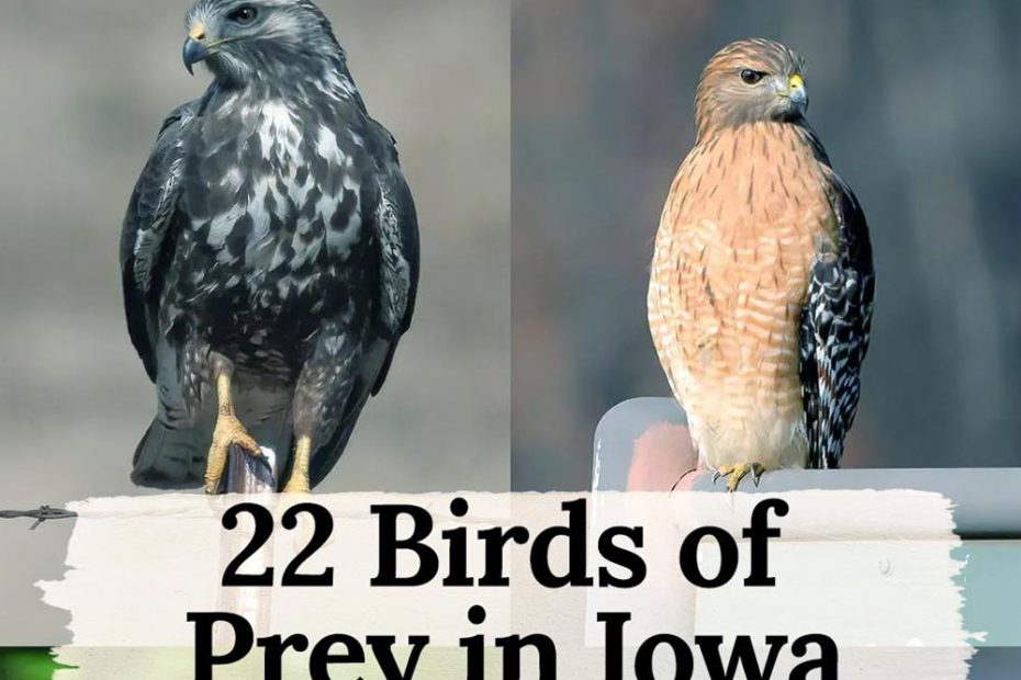 birds of prey in Iowa