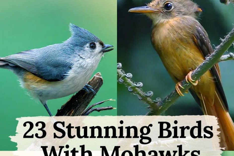 Stunning Birds With Mohawks