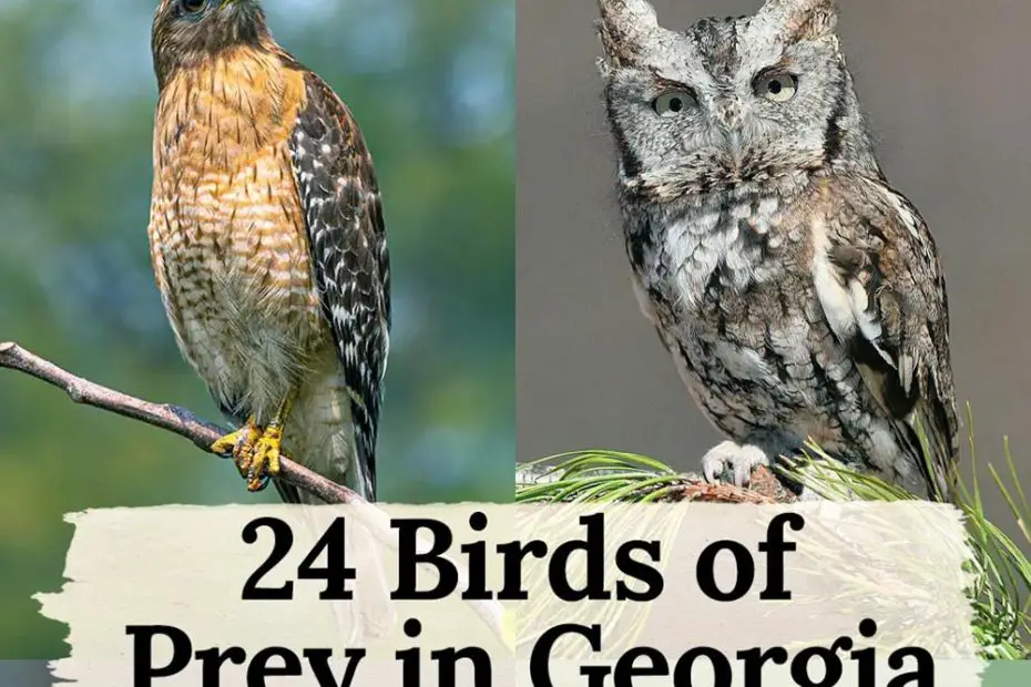 birds of prey in Georgia