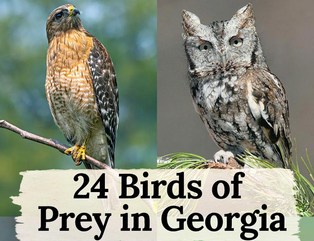 24 Birds of Prey in Georgia: How They Survive and Thrive - The Worlds ...