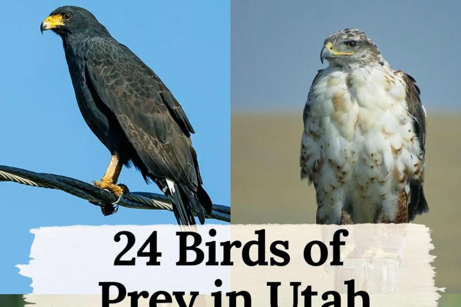 birds of prey in Utah