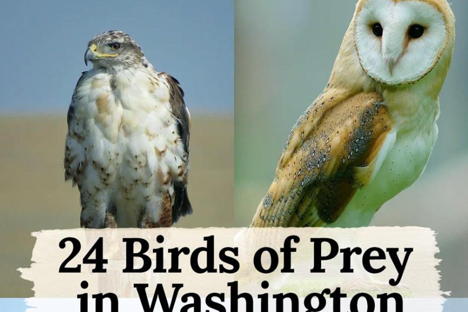 birds of prey in Washington