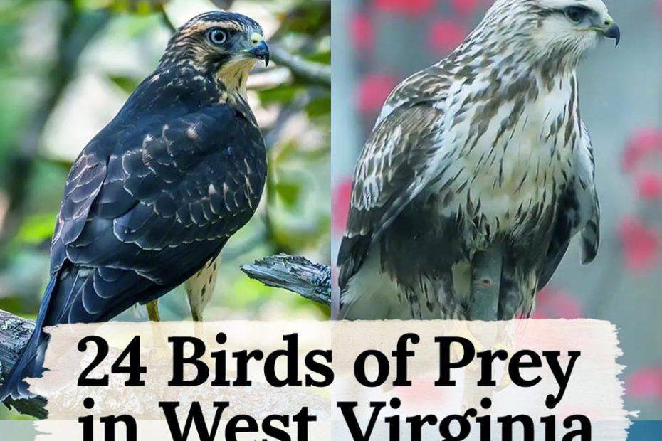 birds of prey in West Virginia