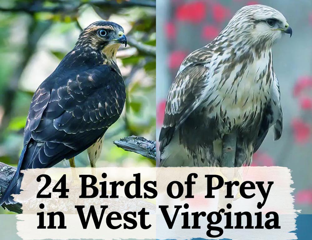 24 Birds of Prey in West Virginia: From Native Americans to Modern ...