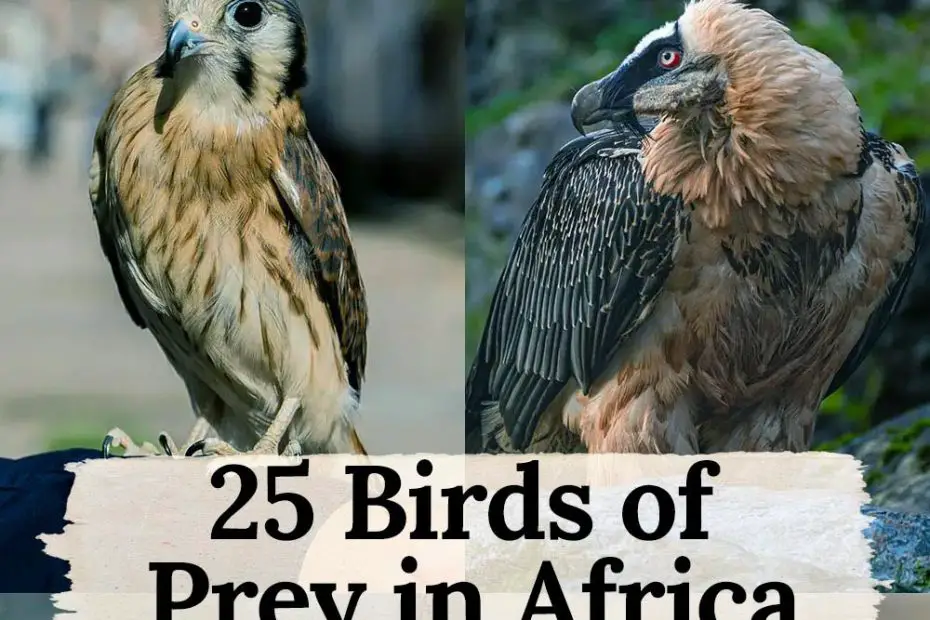 birds of prey in africa