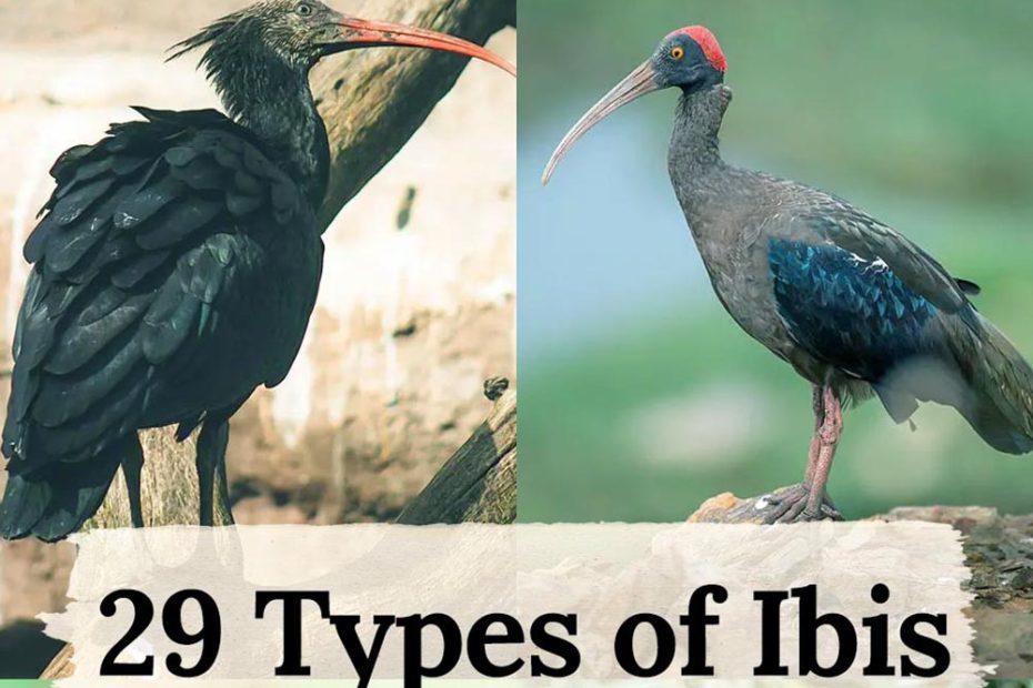 Types of Ibis