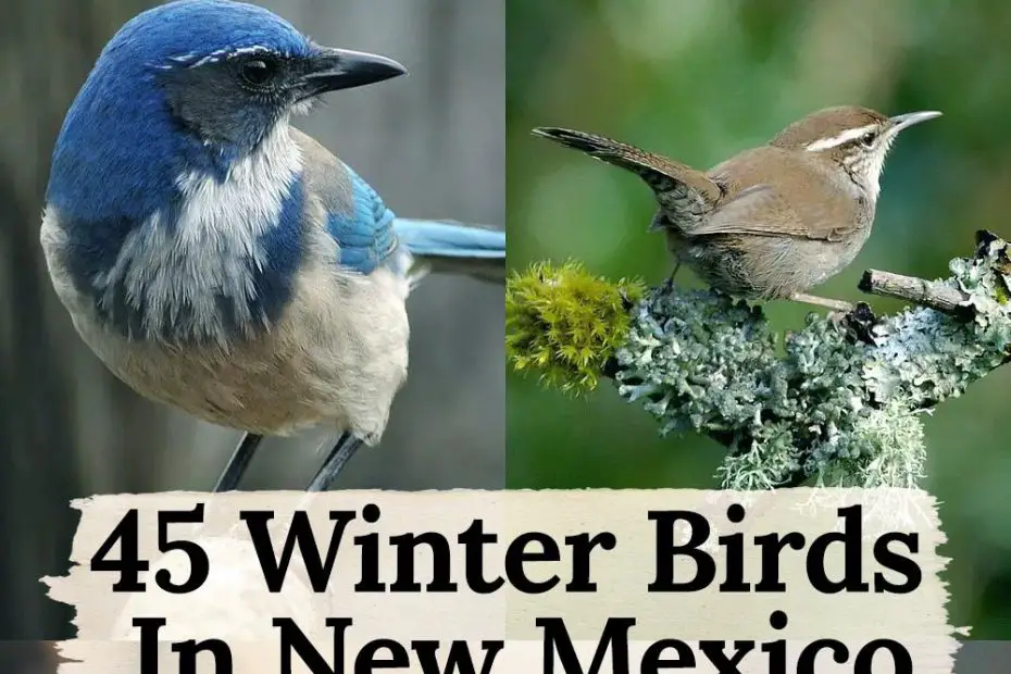 winter birds in New Mexico