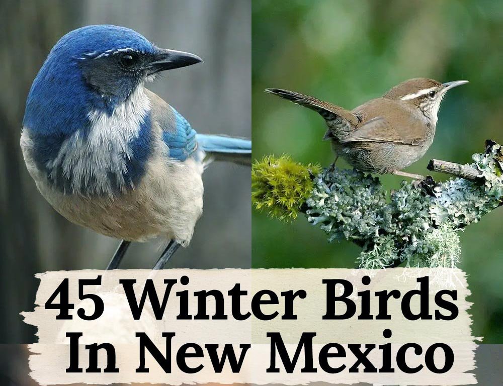 45 Different Kinds of Birds that Fly to New Mexico for the Winter and
