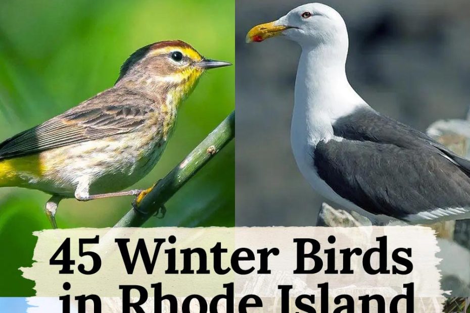 winter birds in Rhode Island