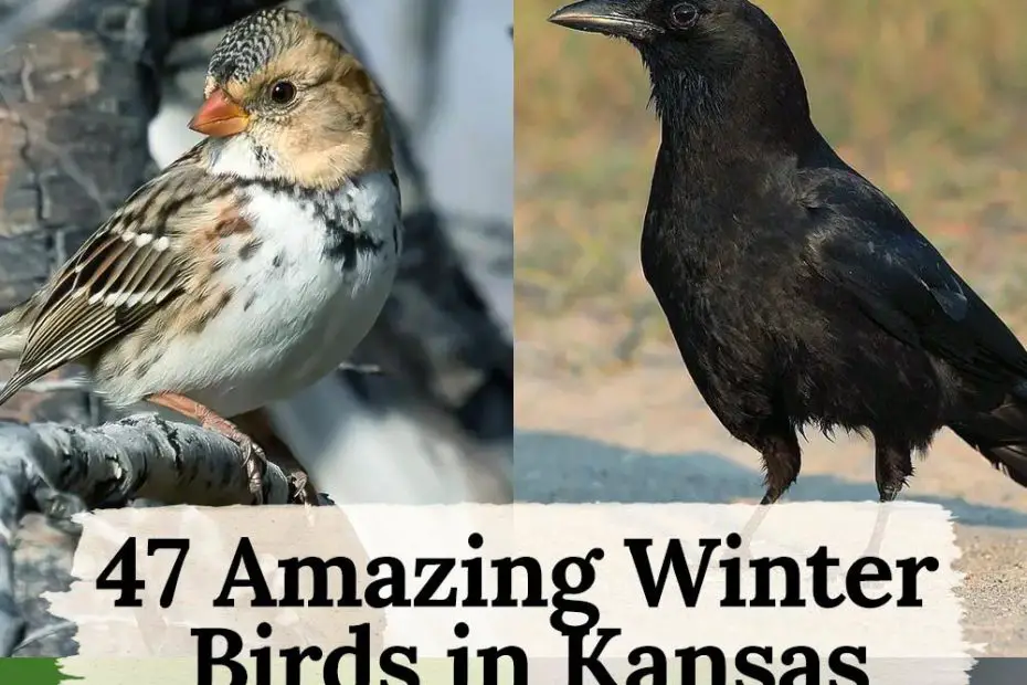 winter birds in Kansas