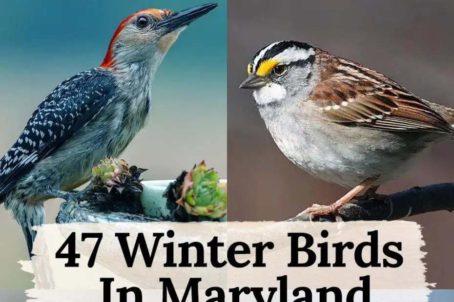 winter birds in Maryland