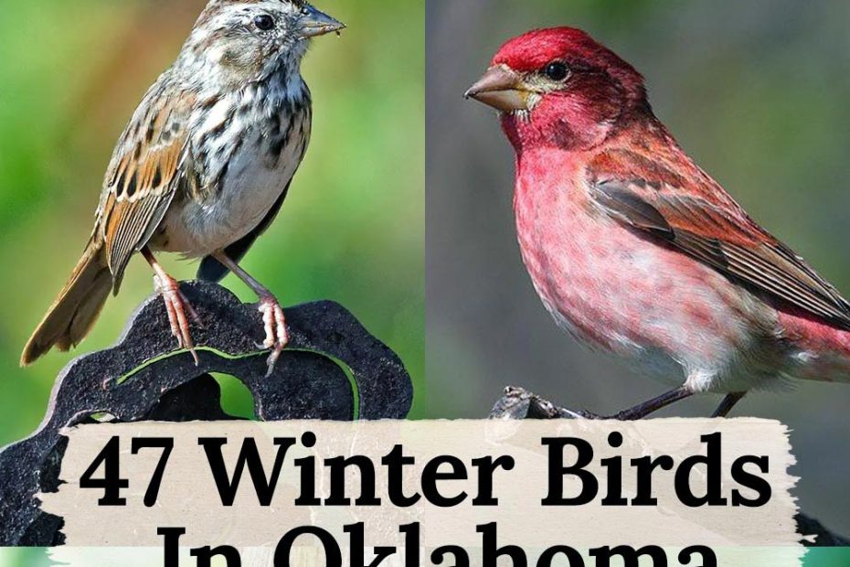 winter birds in Oklahoma