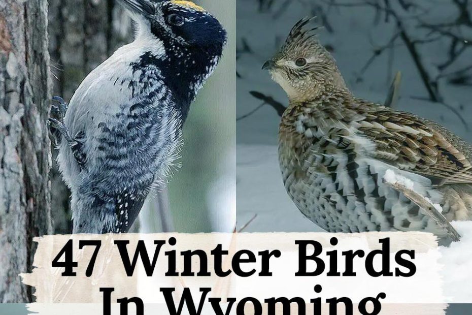 winter birds in Wyoming