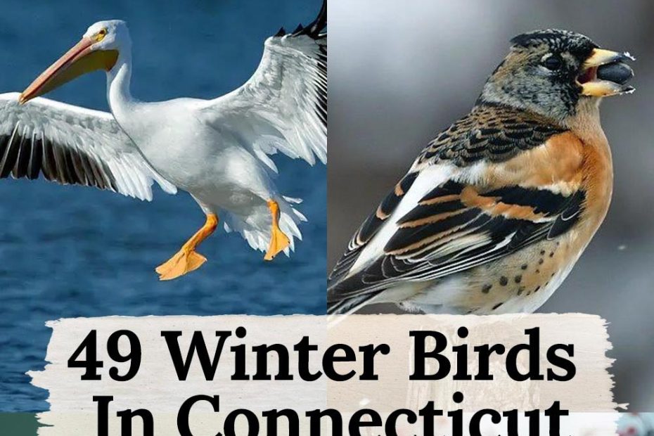 winter birds in Connecticut