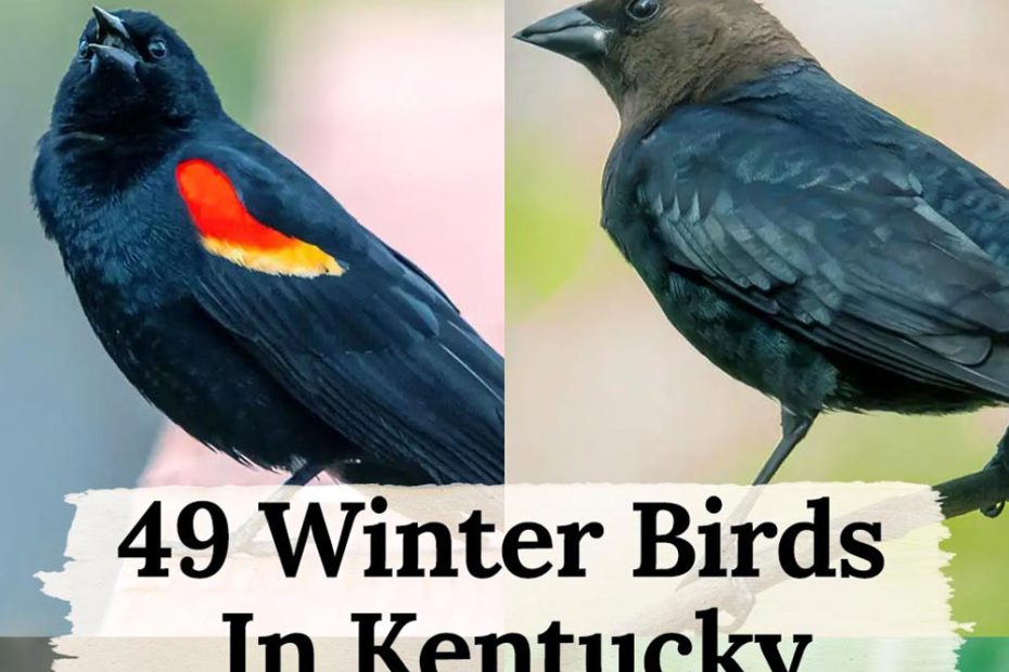 winter birds in Kentucky