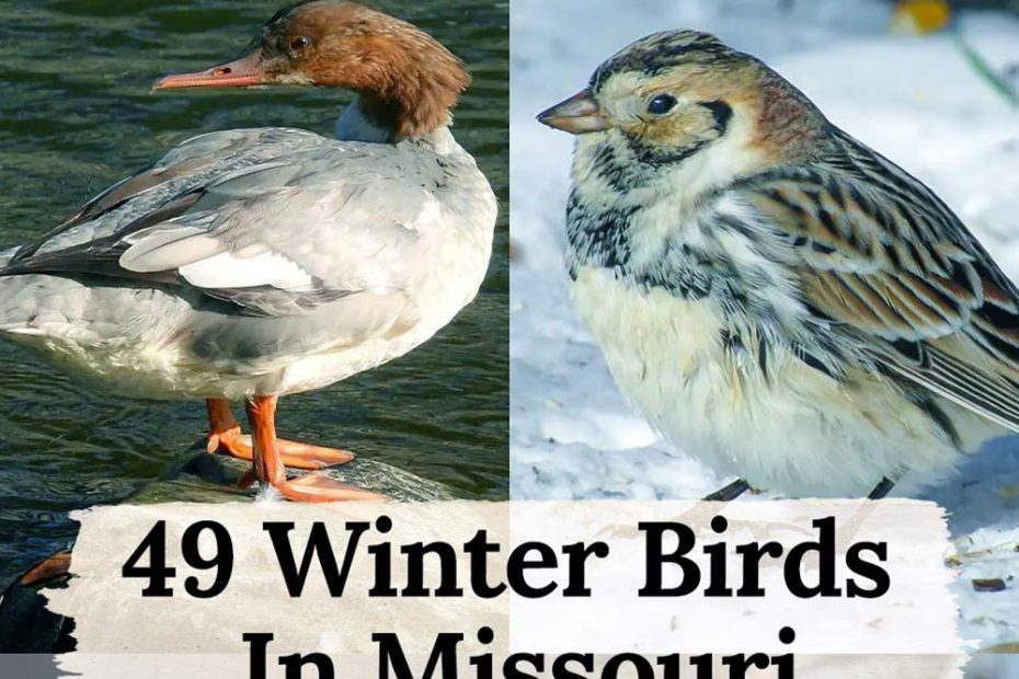 winter birds in Missouri