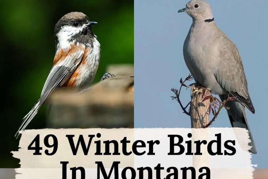 winter birds in Montana