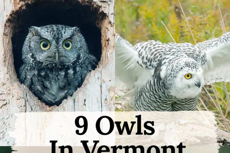 Owls in Vermont