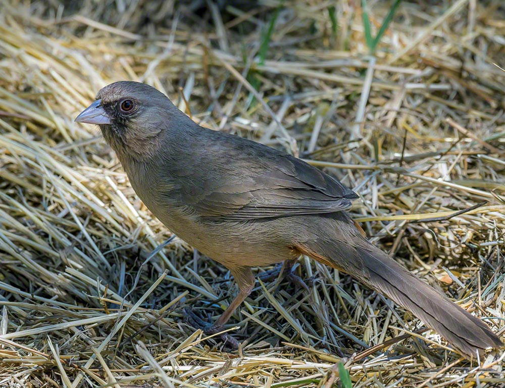 Abert’s Towhee