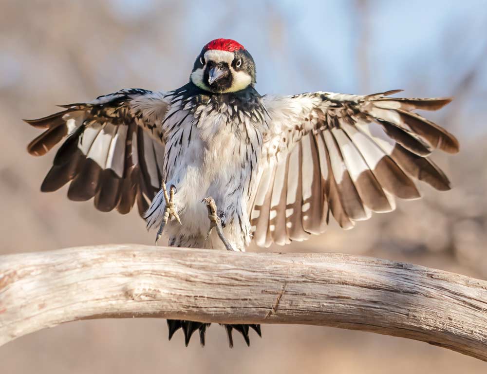 Acorn Woodpecker