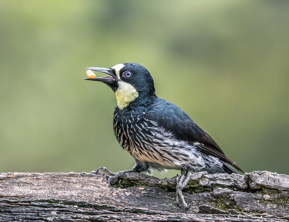 Acorn Woodpecker