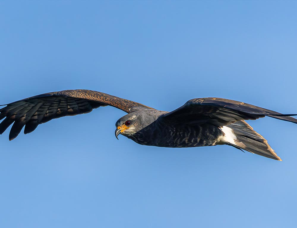 Adult Male Snail Kite