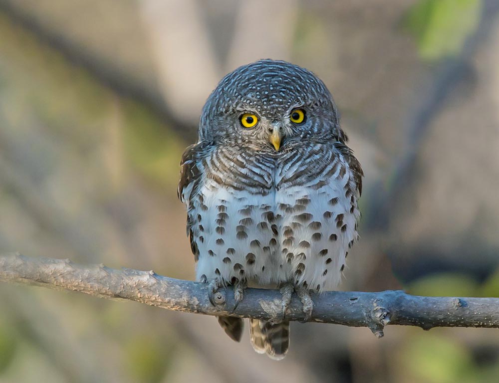 African Barred Owlet