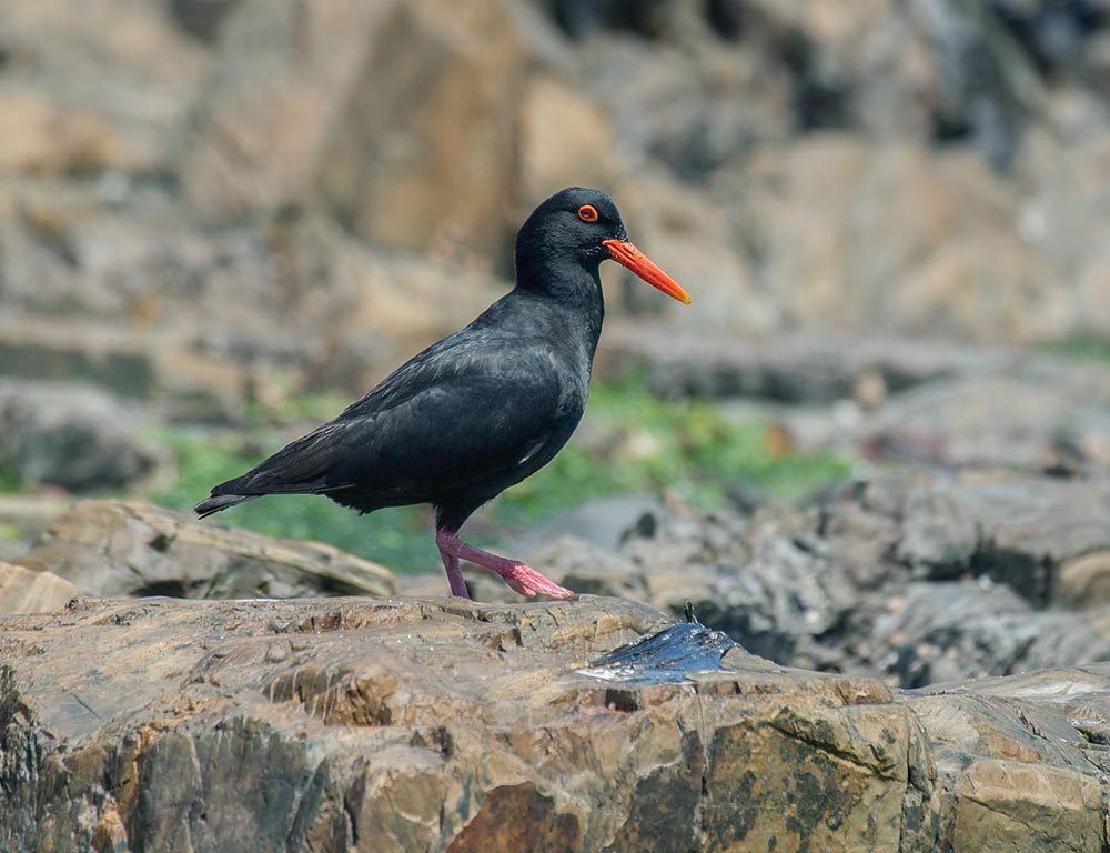 African Black Oystercatcher