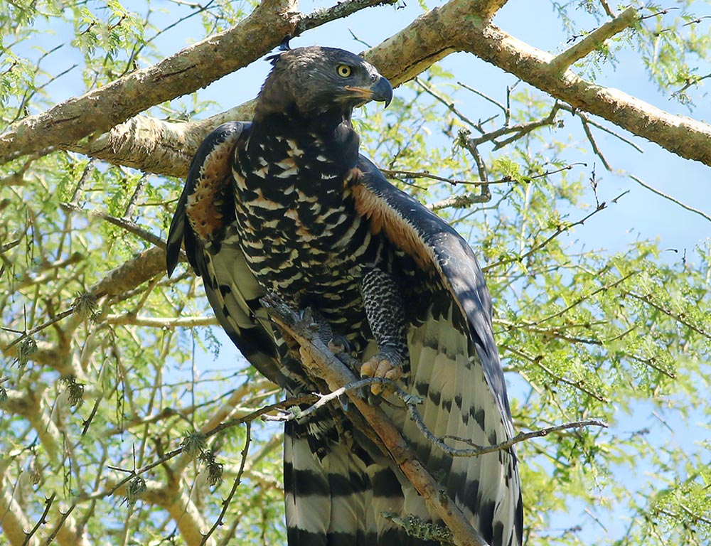 African Crowned Eagle