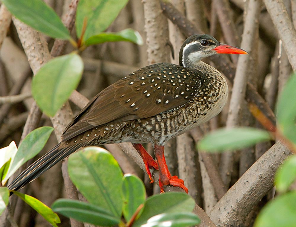 African Finfoot