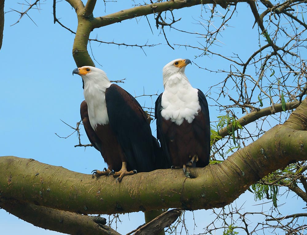 African Fish Eagle