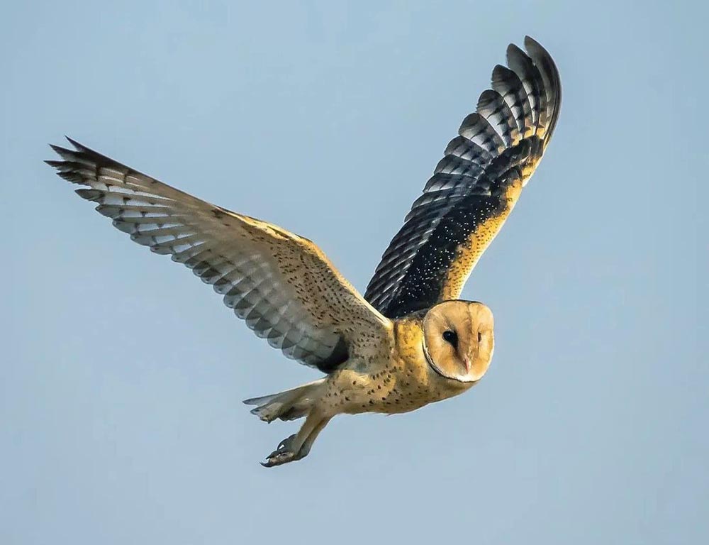 African Grass Owl