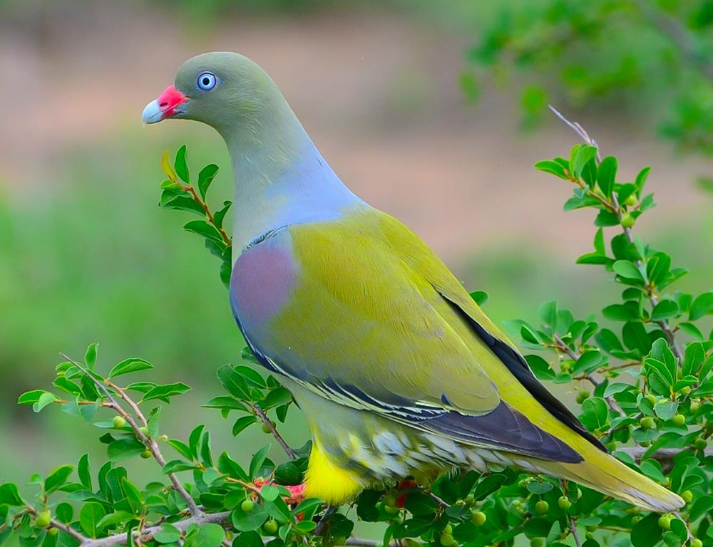 African Green Pigeon