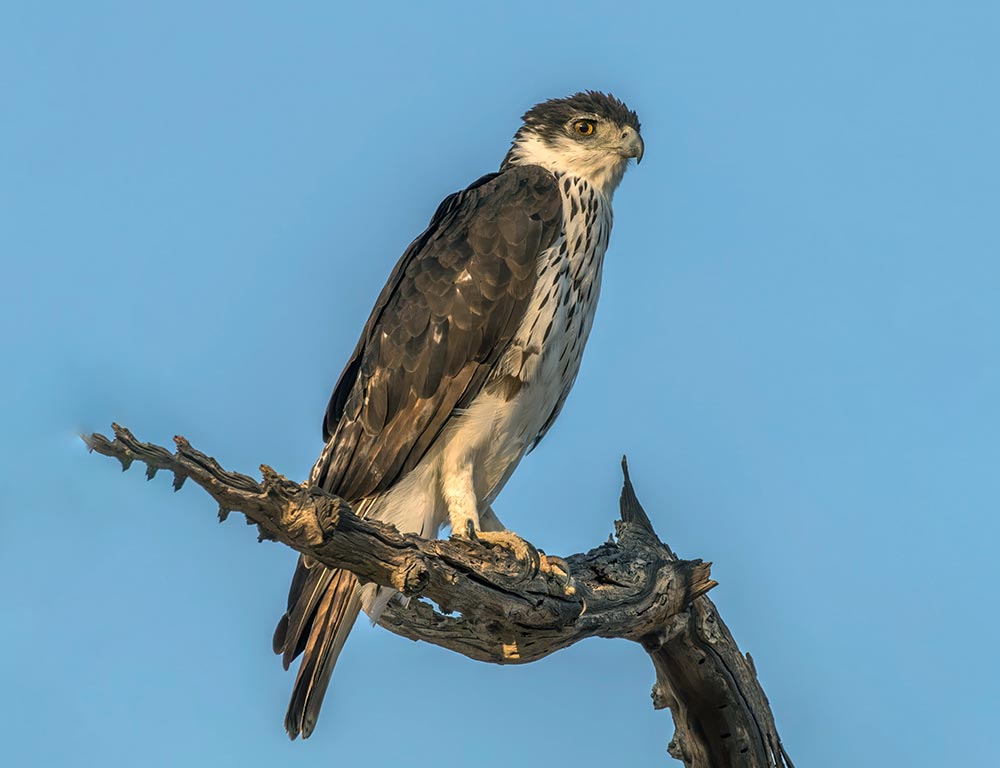 African Hawk-Eagle