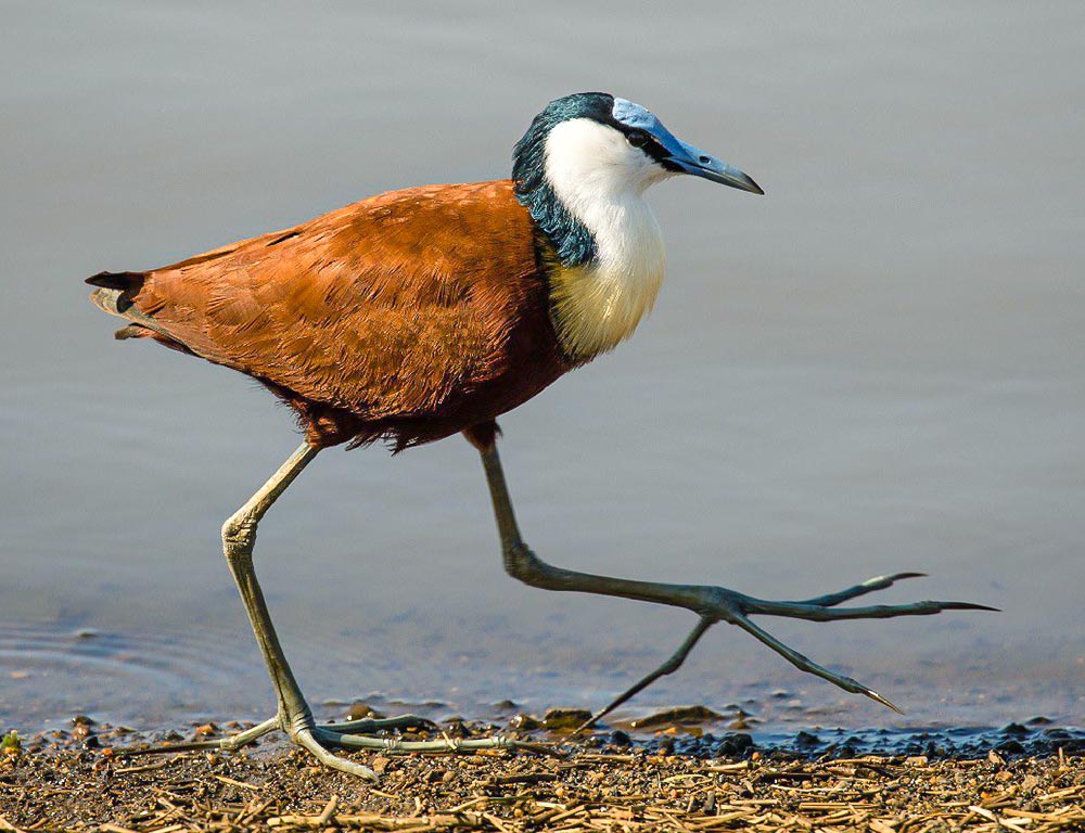 African Jacana