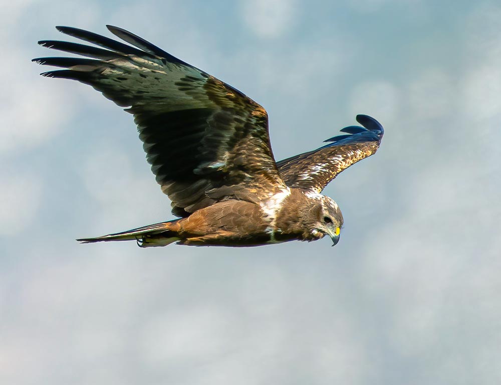 African Marsh Harrier