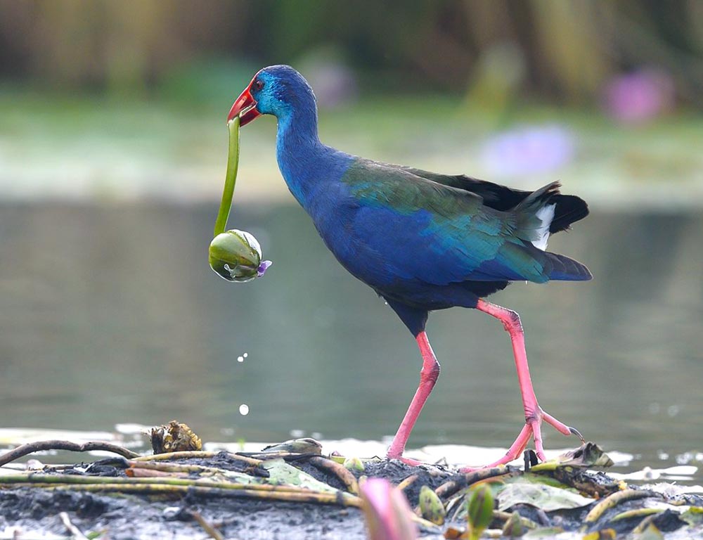 African Purple Swamphen