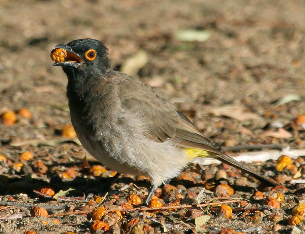 African Red-eyed Bulbul