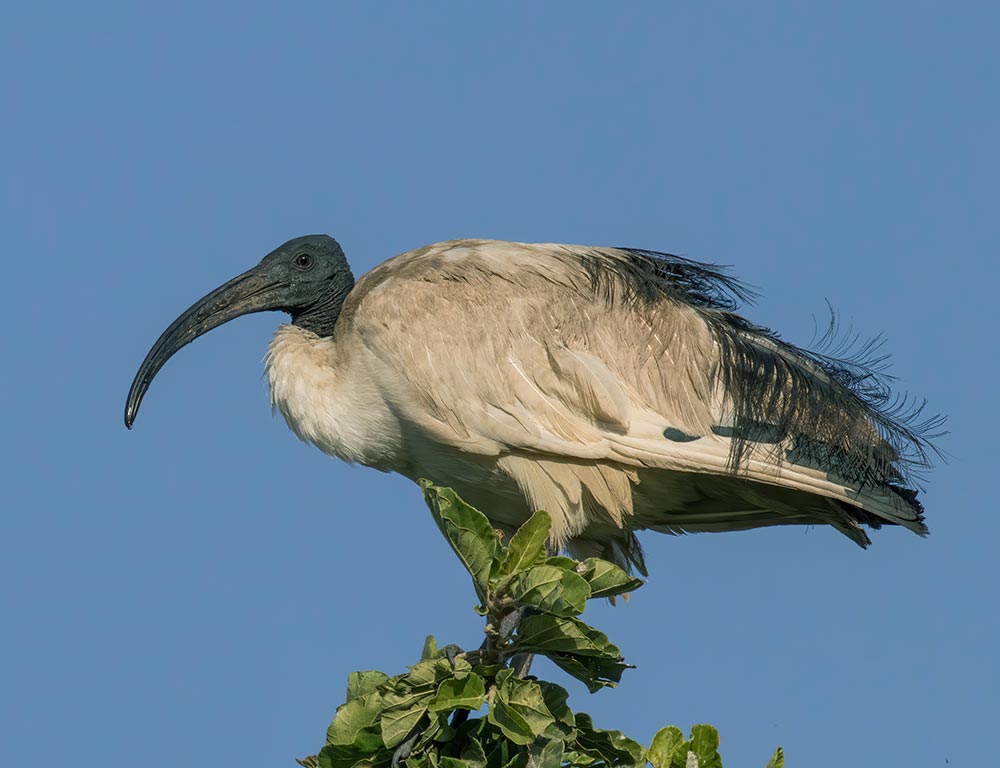 African Sacred Ibis