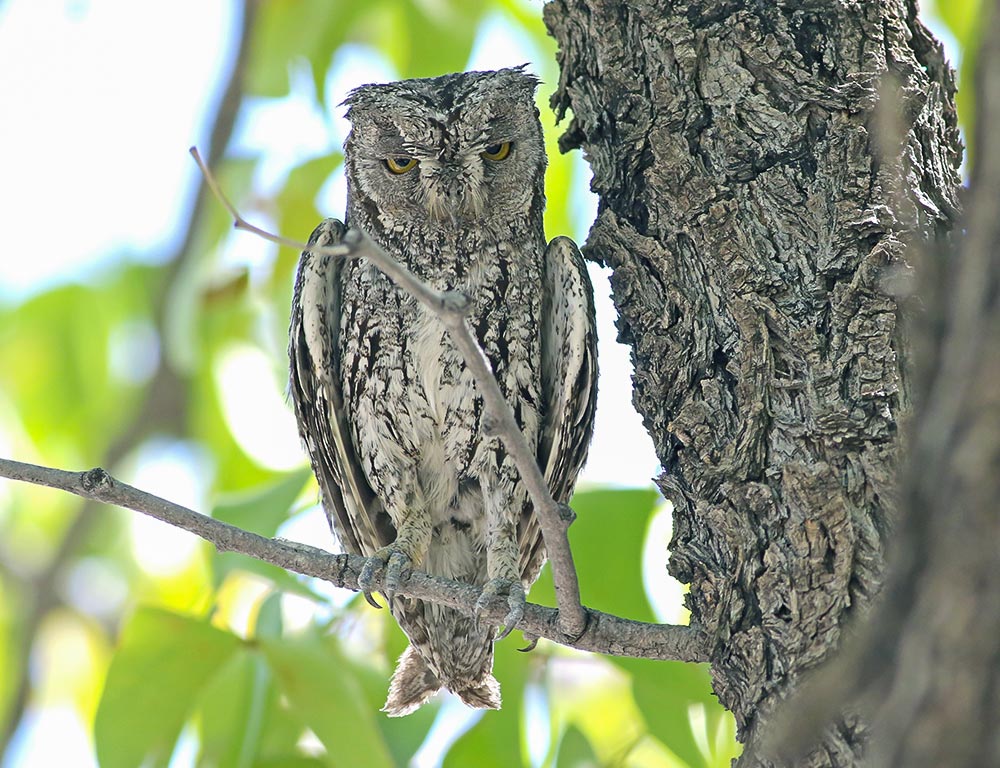 African Scops Owl