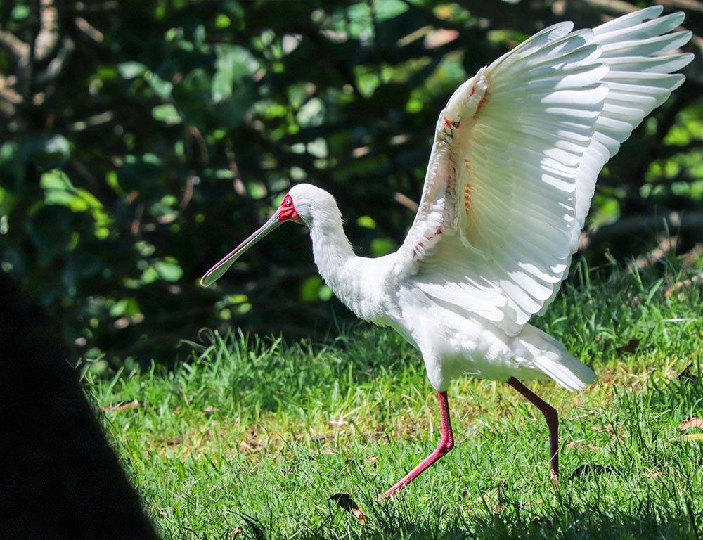 African Spoonbill