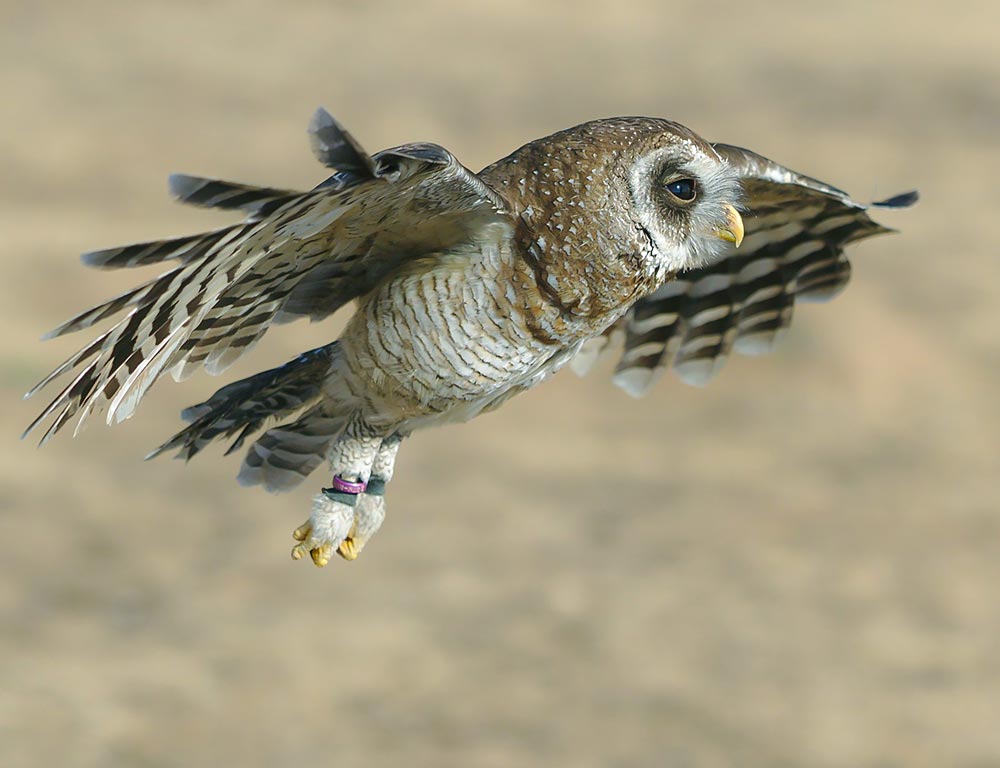 African Wood Owl