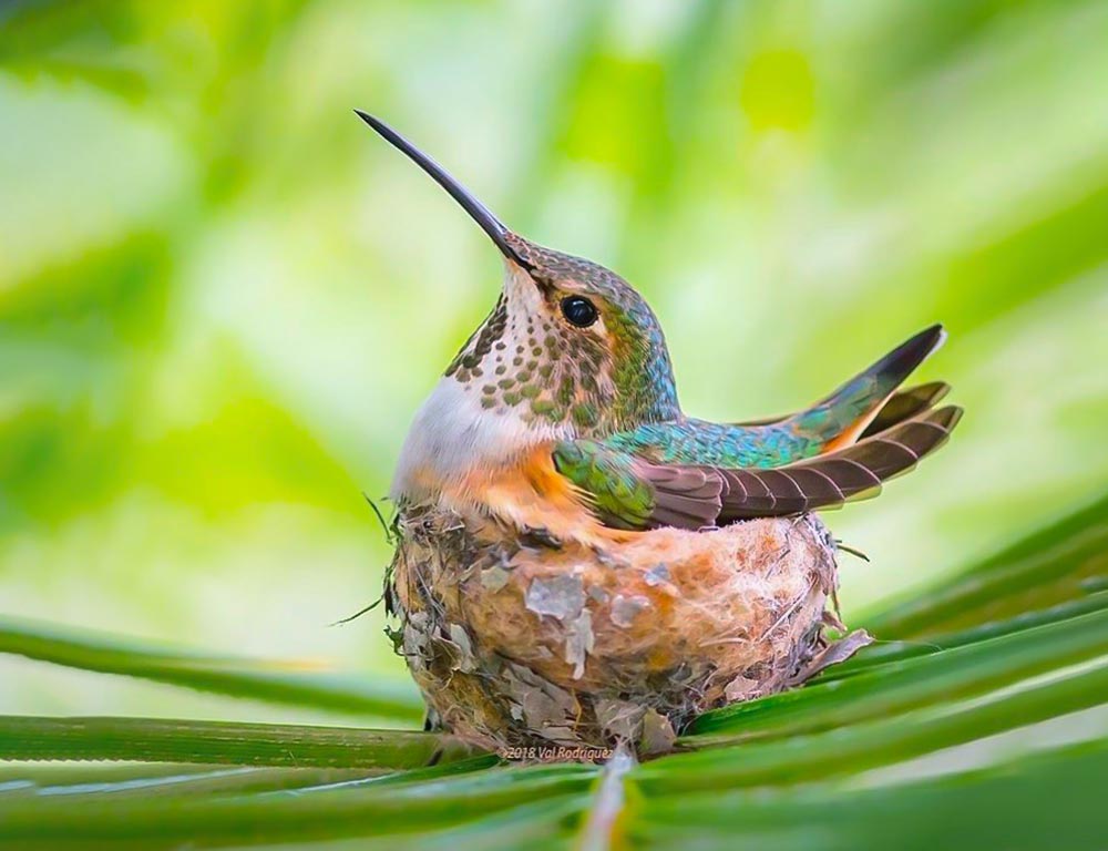 Allen's Hummingbird