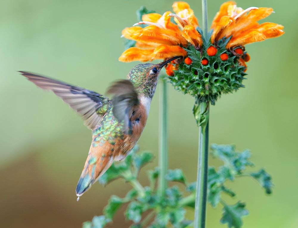 Allen's Hummingbird