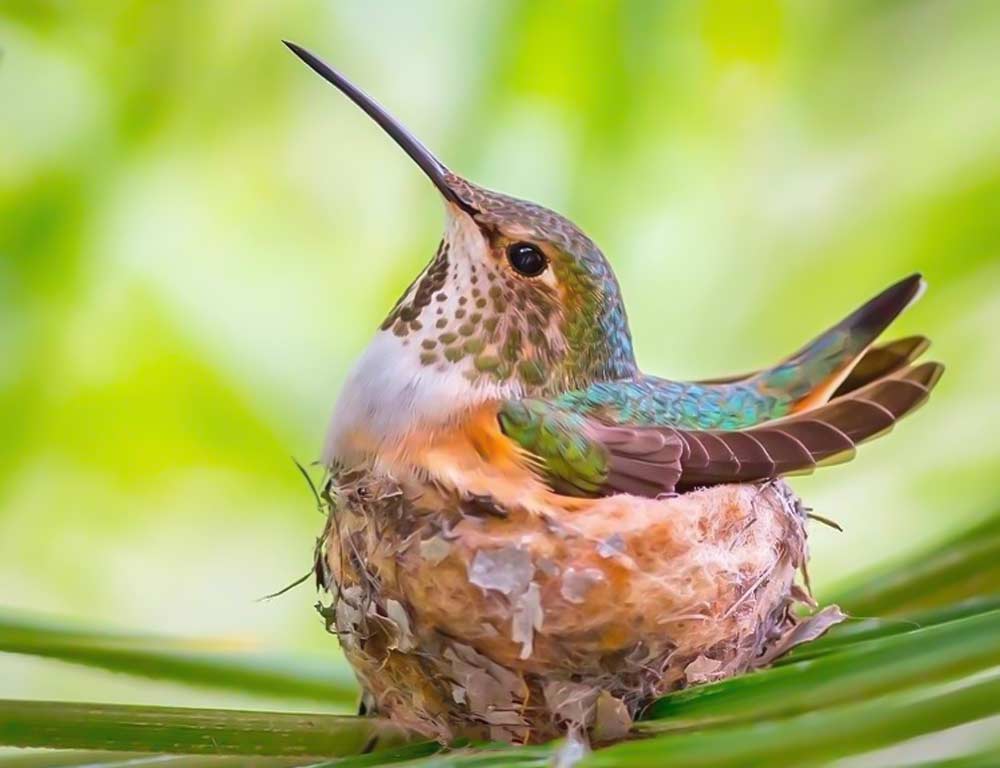 Allen's Hummingbird