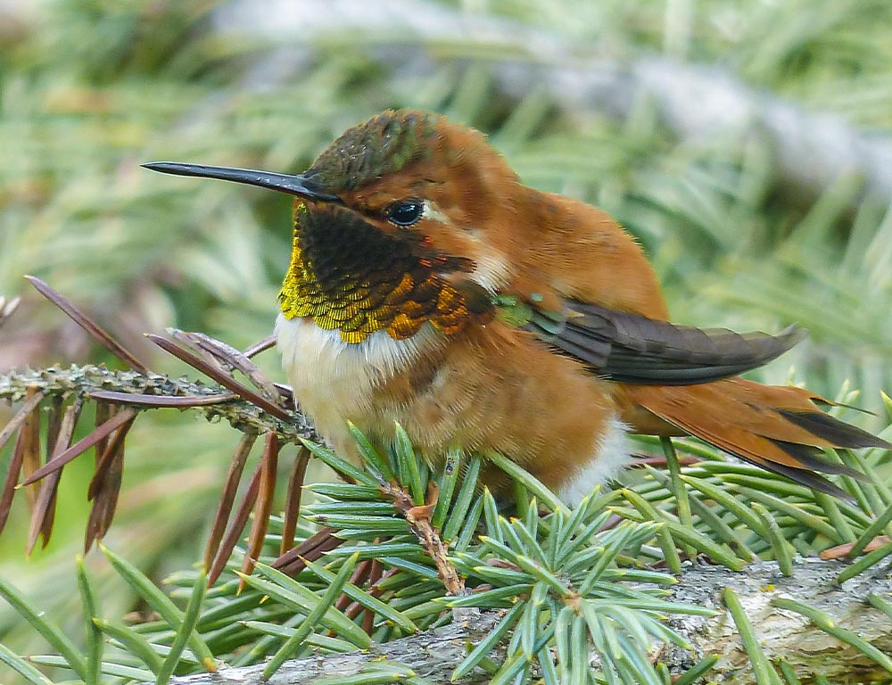 Allen's Hummingbird