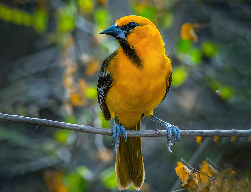 Altamira Oriole