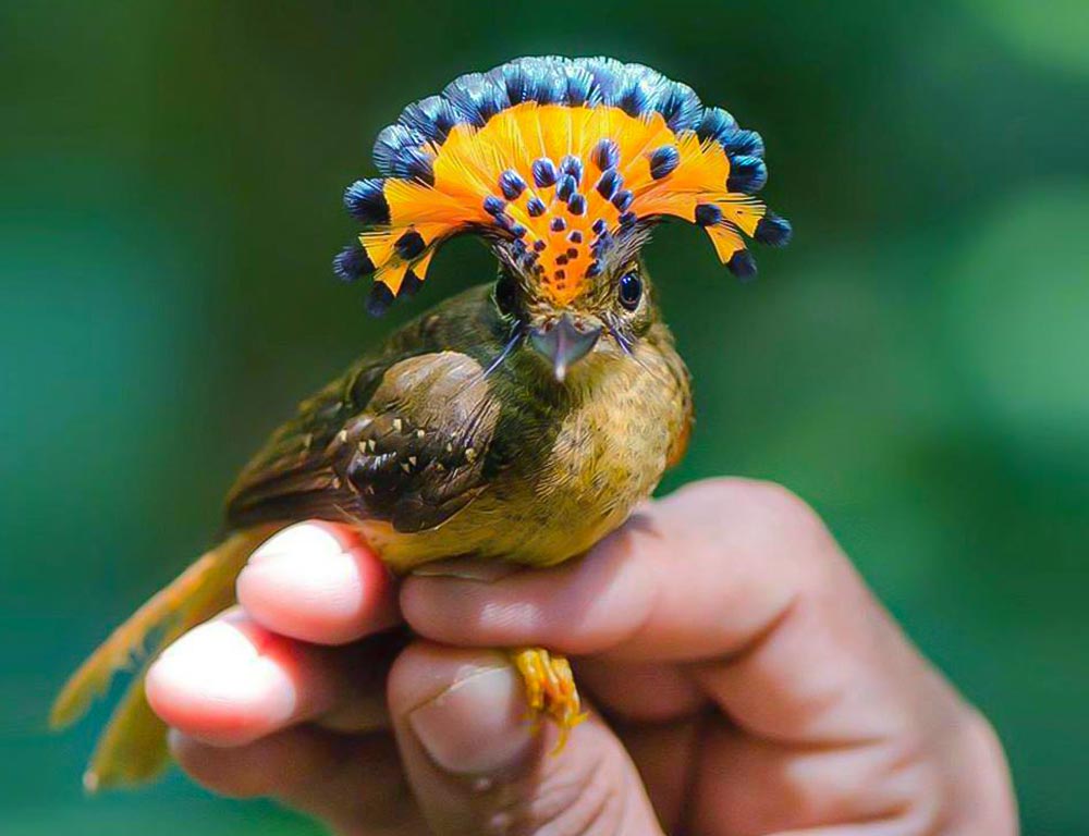 Amazonian Royal Flycatcher